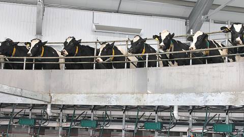 So that everyone can see for themselves that our dairy cows are doing well, we have been organising excursions to our dairy farms at our sites in Voronezh, Kaluga and Novosibirsk for several years now. Over 30,000 participants have already visited our farms.